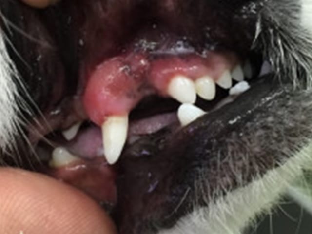 アクアゼオOHによる歯磨きの効果アフター