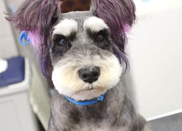 トリミング後の犬