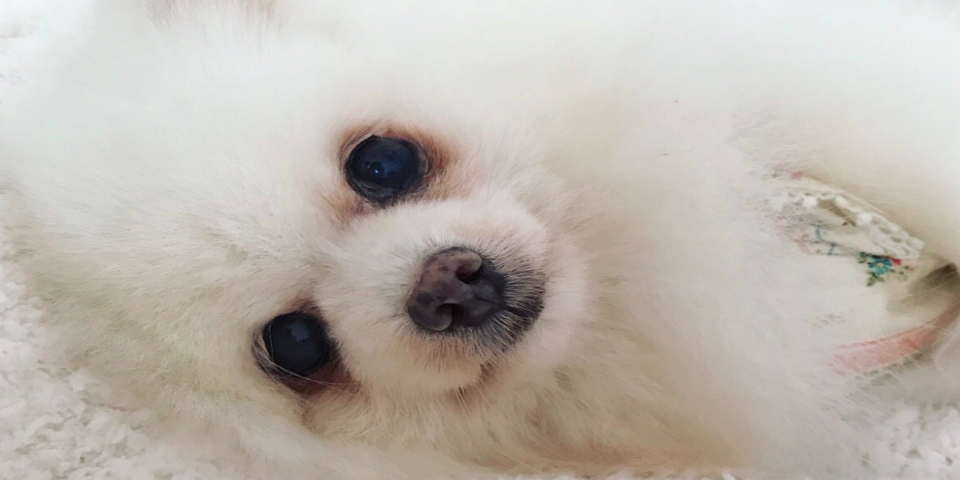 人と犬