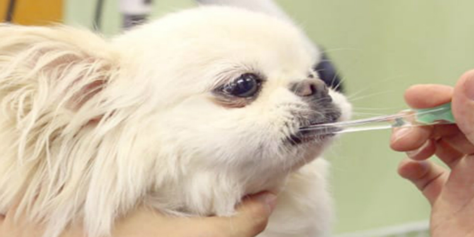 歯磨きしている犬