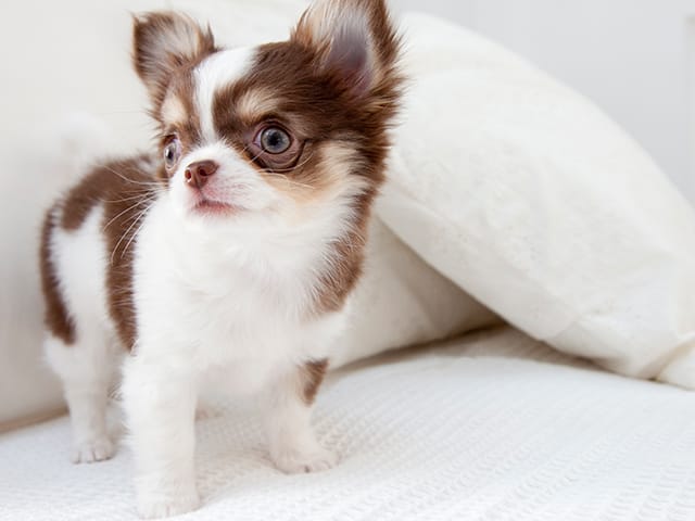 起き上がる仔犬