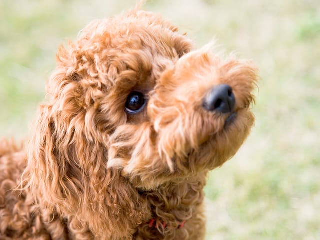 上向きの仔犬